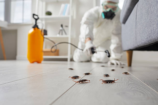 Post-Treatment Bed Bug Interceptor Monitoring in Lena